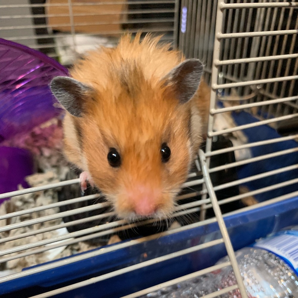 Meet your Posher, Lakeshia